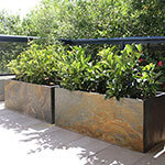 Designing Drummoyne Terrace with Trough Planters