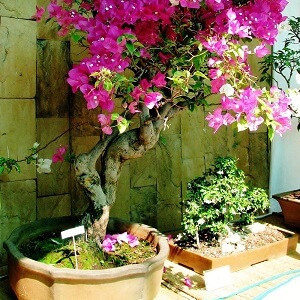 Larger-than-usual sized pots are perfect for your bougainvillea at home
