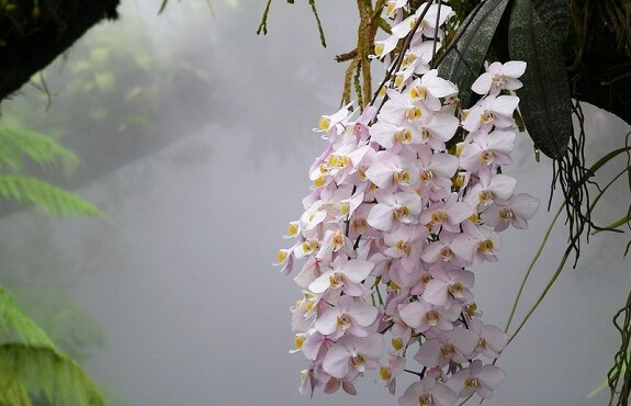 Beautiful moth orchids