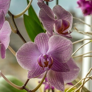 Growing Moth Orchids: Moth Orchid hanging freely