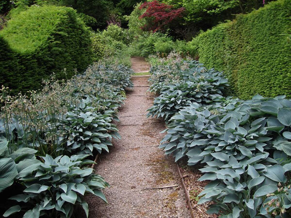Blue hostas at Veddw House in Monmouthshire, another favourite garden of mine