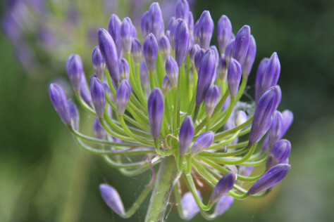 Janna says she never tired of Agapanthus especially the dark blue variety pictured above.