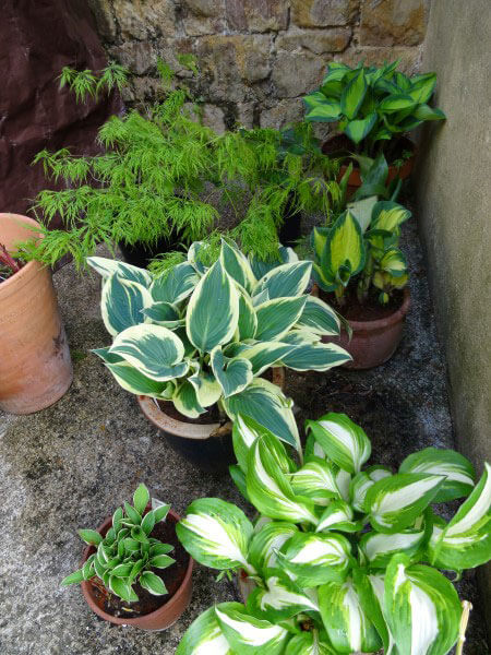 My hosta collection in May. Kept the slugs and snails off them with light dustings of hot chilli powder - they really don't like it!