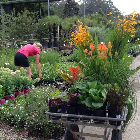 Janna at Work -- She narrates: "This is a photo of me selecting plants at the wholesale nursery. Not a particularly nice one of me but it’s one of the only ones I have of me actually at work."