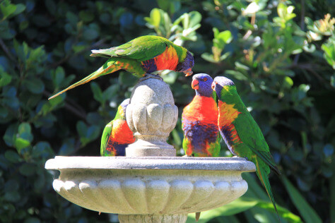 Here you can see some lorikeets enjoying the bird bath. How often do you see colourful birds in your garden?