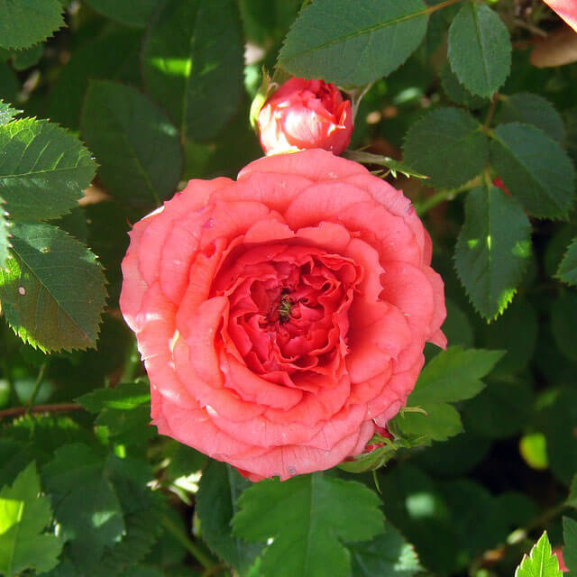 container-gardening-rose