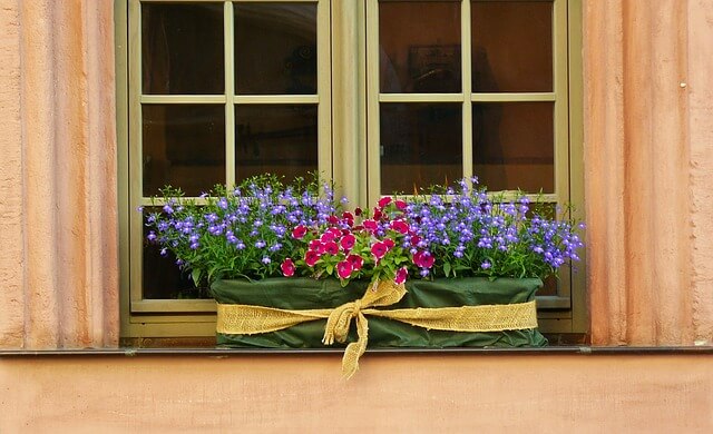 container-gardening-window-box