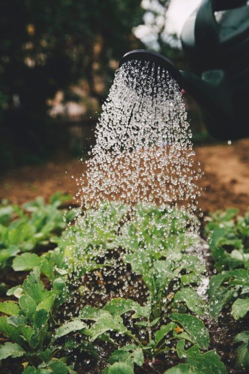 Watering of Plants