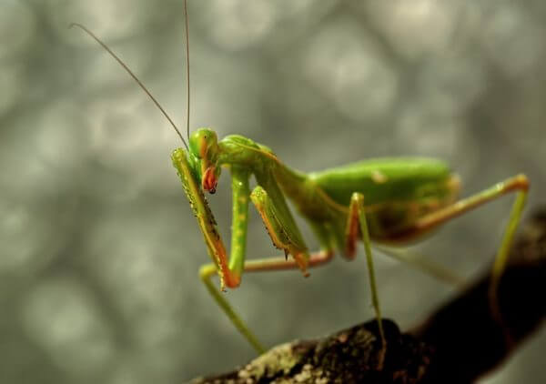 Praying Mantis