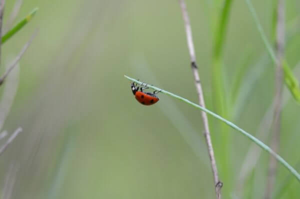 Lady bug