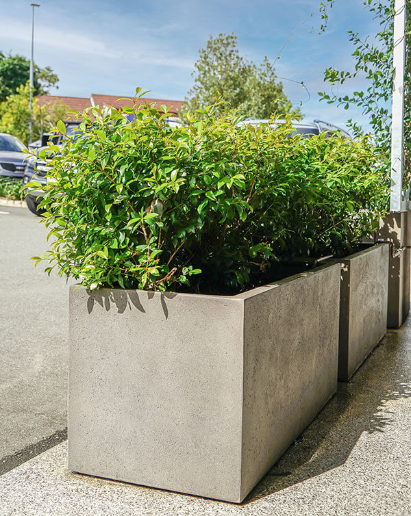 Large florence trough planter box with low lying greeneries