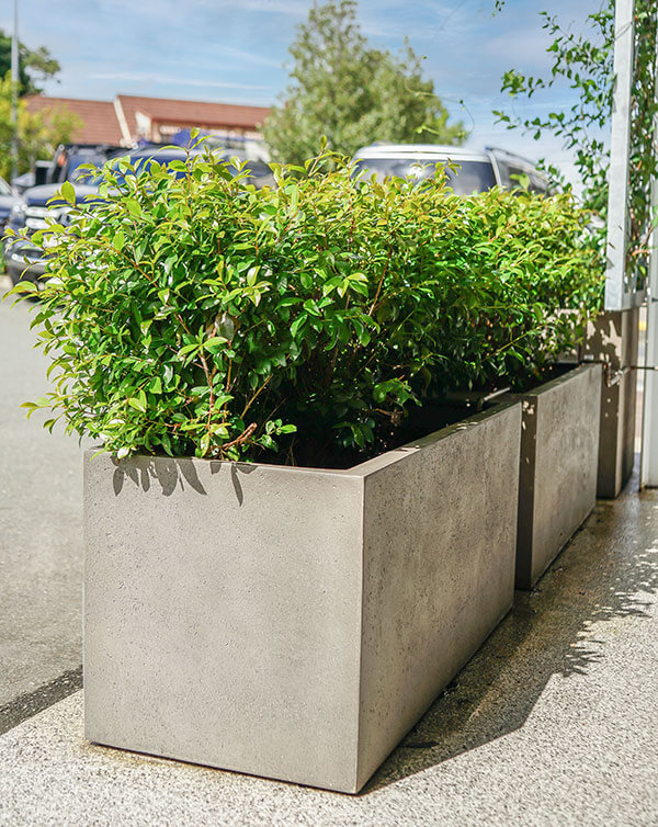 Florence Trough Planter Box lined up in Middle Park