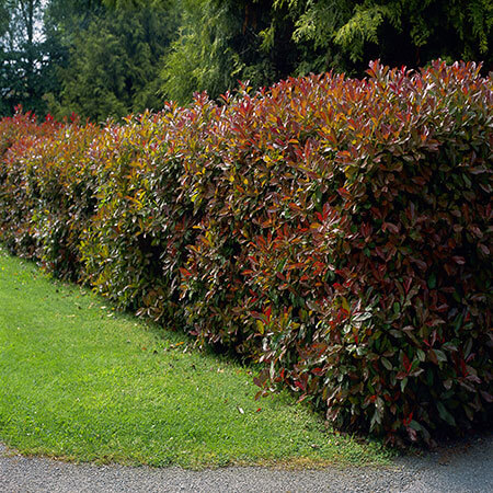 Red Leaf Photinia for Privacy