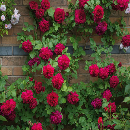 Climbing Roses for Privacy