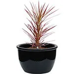 Is It Worth Investing in Good Quality Garden Pots?