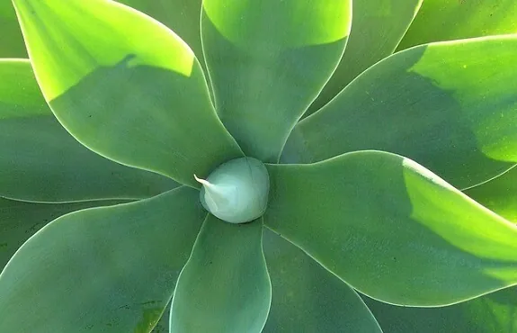 Agaves in pots can survive under full sun exposure
