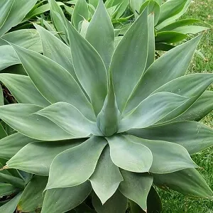 How to grow Agave in Pots