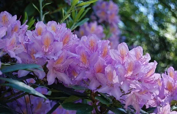 Azaleas in your garden or in pots will definitely add beauty and color to your home