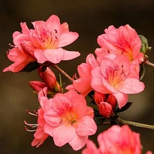 Azaleas in pots: the plants vary in size, the smaller variety being ideal for pots