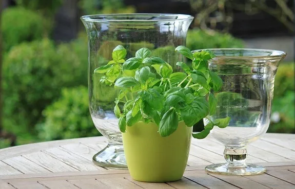 how to Grow Basil in a pot: It is easy and takes little space