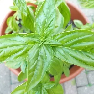 The ease of growing basil in pots can result to a lifetime supply of this aromatic herb