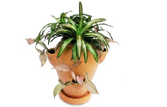 Growing Bromeliads in a pot with other plants surrounding it provide a more decorative effect