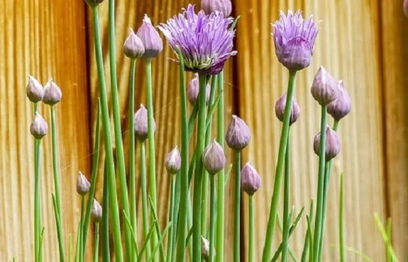 Flowering chives in pots