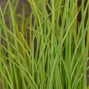 Growing Chives at home in pots can provide you with a year's supply of this widely-used herb