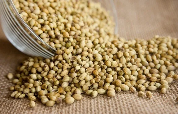 Seeds (needed to make powder) can be obtained once the flowers of your potted coriander dry out