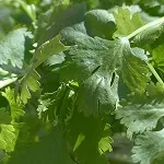 Growing Coriander in a Pot, Easy as ABC