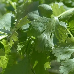 Growing coriander in a pot at home is an easy way to get a lasting supply of the widely-used herb