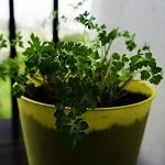 Growing Parsley in a Garden Pot