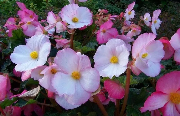 Beautiful Begonias