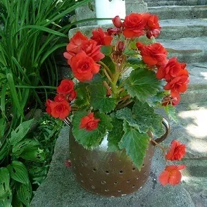 Begonia in a Pot