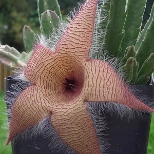 Carrion Flower in a Pot