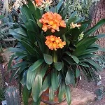 Clivia Miniata Best Grown in Pots