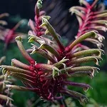 Kangaroo Paws in Pots: A Guide to Growing these Iconic Australian Natives