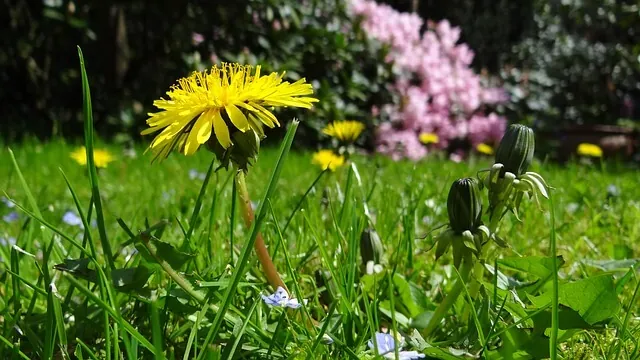 broadleaf-weeds-dandelion