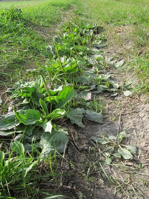 broadleaf-weeds-plantain