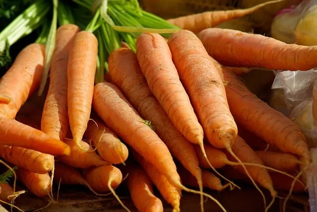 carrots-companion-planting