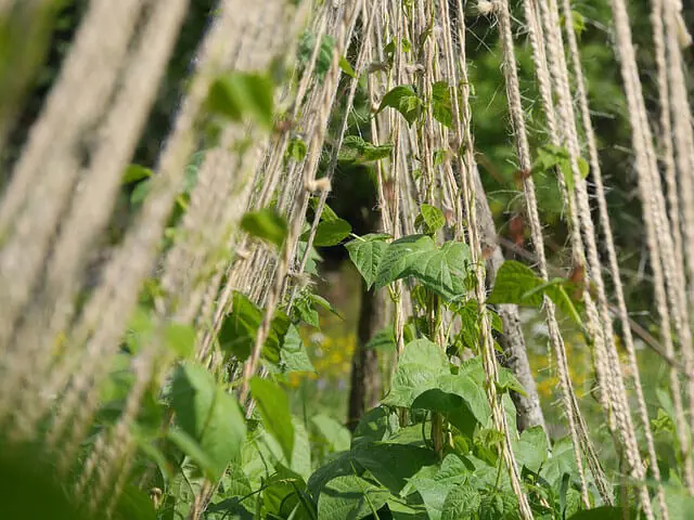 container-gardening-climbing-plants