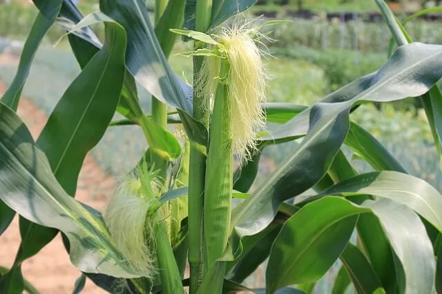 corn-companion-planting