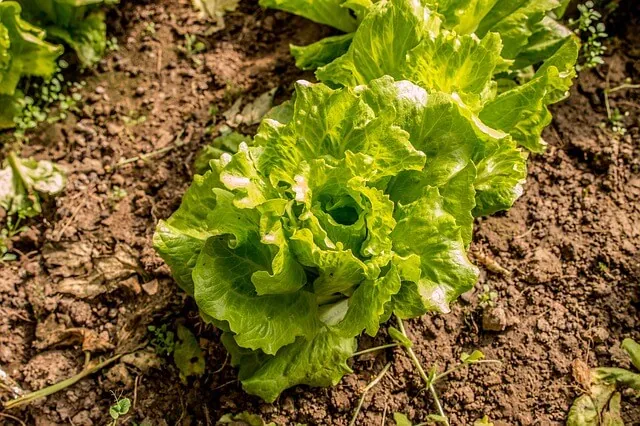 lettuce-companion-planting-2