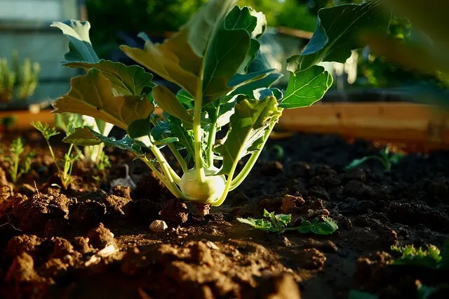 lettuce-companion-planting