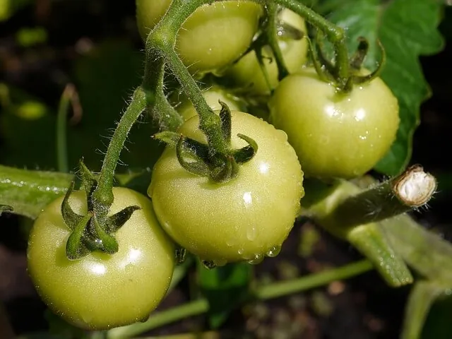 organic-gardening-tomatoes