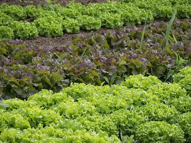 organic-leafy-vegetables