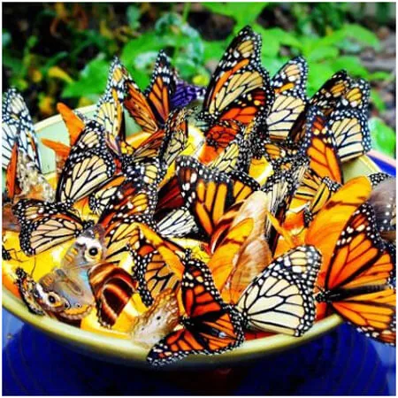Image Credit: http://www.growrealfood.com/dyi/make-a-homemade-butterfly-feeder-to-attract-butterflies-to-your-garden/