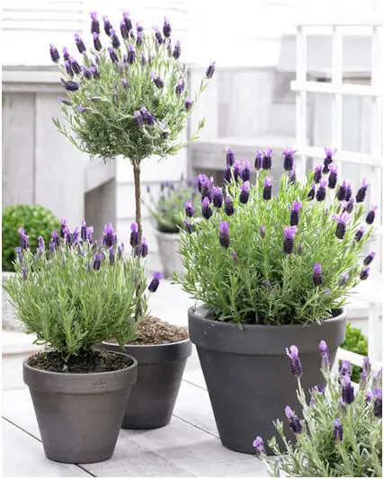 Add-a-Relaxing-Scent,-Use-Lavenders