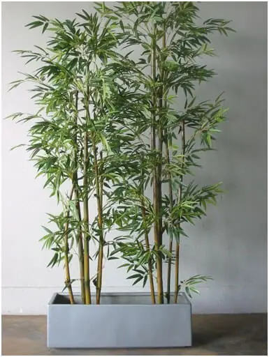 Bamboo-in-Containers