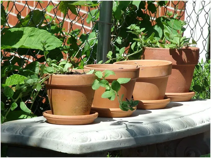 Bring-Ceramic-and-Terra-Cotta-Pots-Indoors-During-Winter